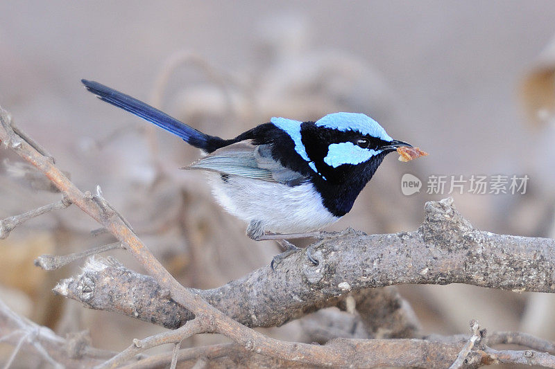 超级蓝鹪鹩，Malurus Cyaneus